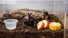 カブトムシの餌がないときの代用はこれ バナナやリンゴで今夜しのぐ方法